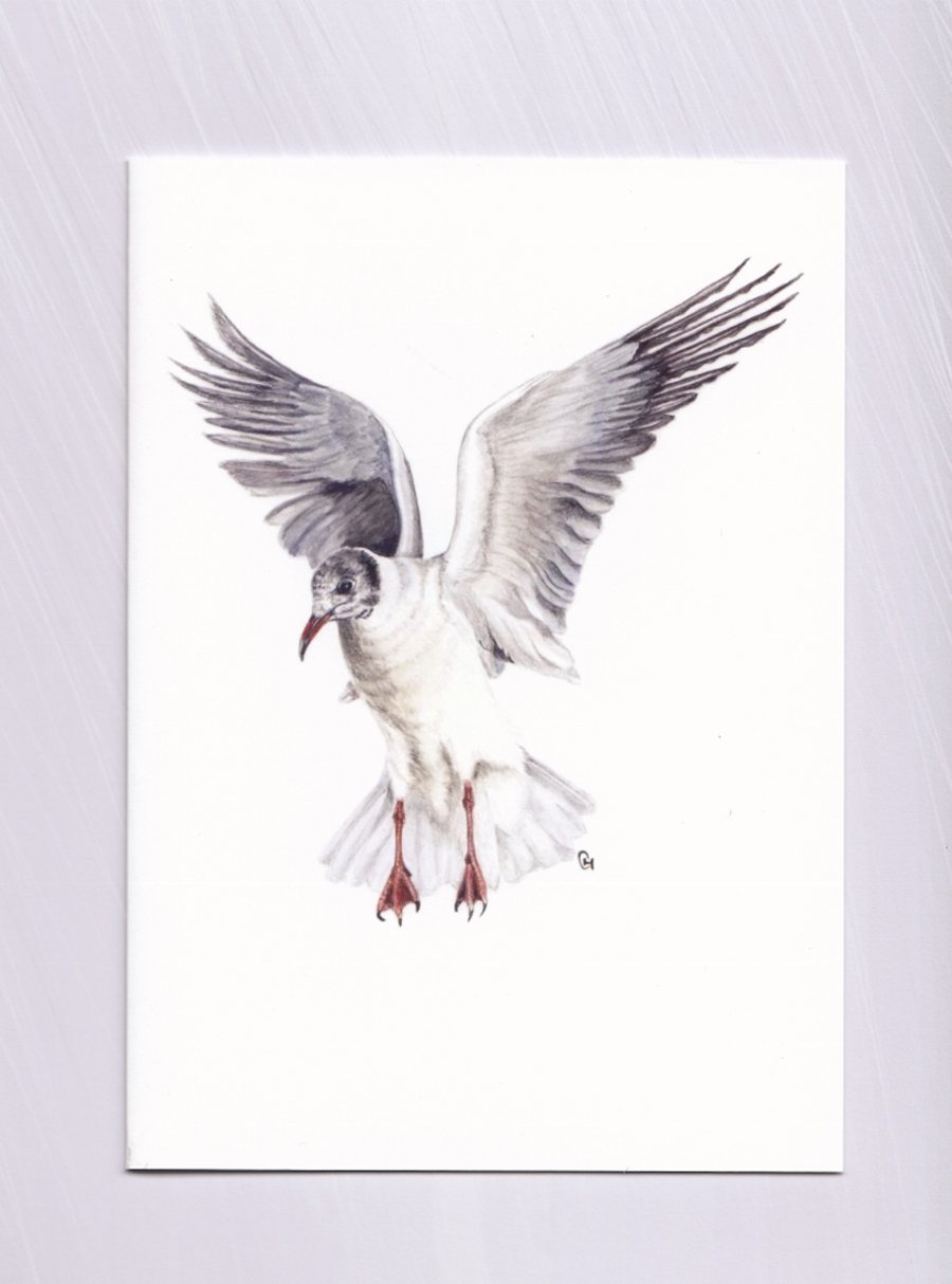Seagull Card, Black-Headed Sea Gull Illustration