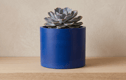 Large Plant Pots