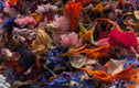 Dried flowers 