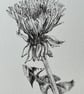 Dandelion resilience - Image 5