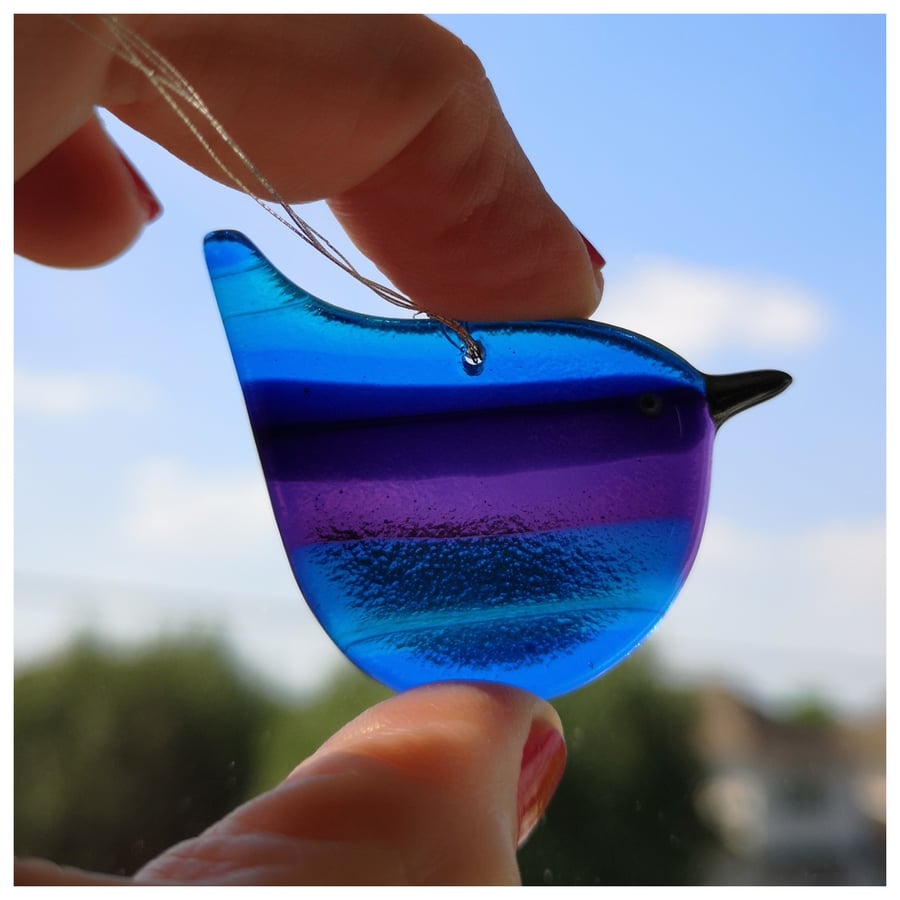 'Zorro the Brave' the rainbow wren superhero in disguise 