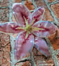 Handmade Fused Glass Pink Opaline Stargazer Lily 3 of 3 with Wall-mount - Image 6