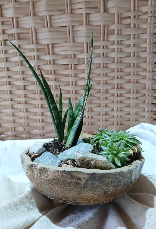 Handmade Ceramic Succulent Planter Rustic Pottery for Indoor or Outdoor use