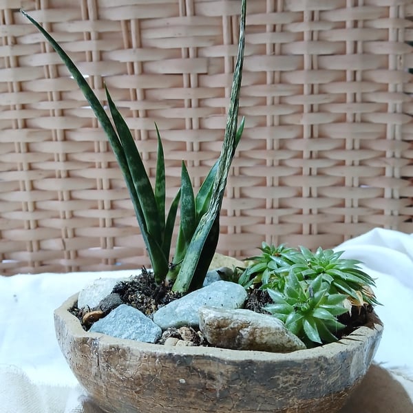 Handmade Ceramic Succulent Planter Rustic Pottery for Indoor or Outdoor use