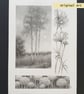 Pencil drawings 3- Tall trees, allium flowers and Cosmos flowers, original art - Image 3