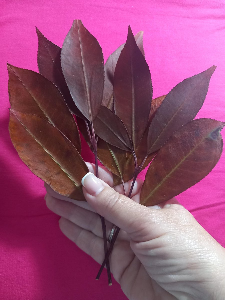 Dried leaves crafts,Red Brown leaves,Leaves for crafts,resin,candles,art,cards