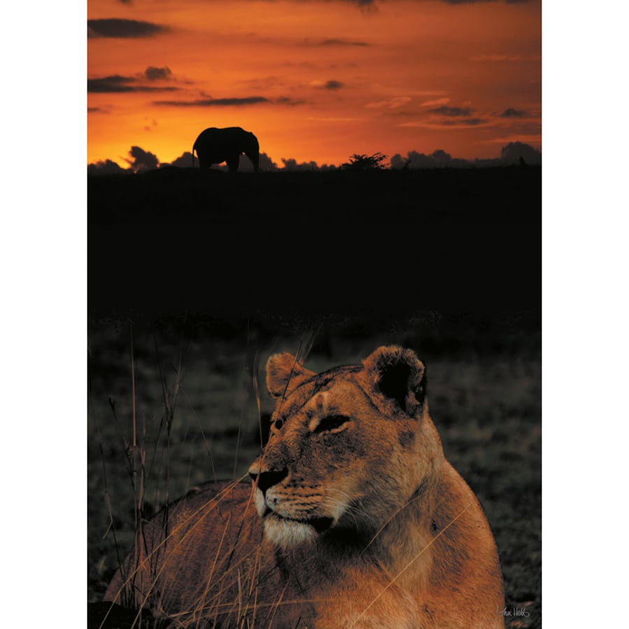 4 - LIONESS SUNSET A3 POSTER
