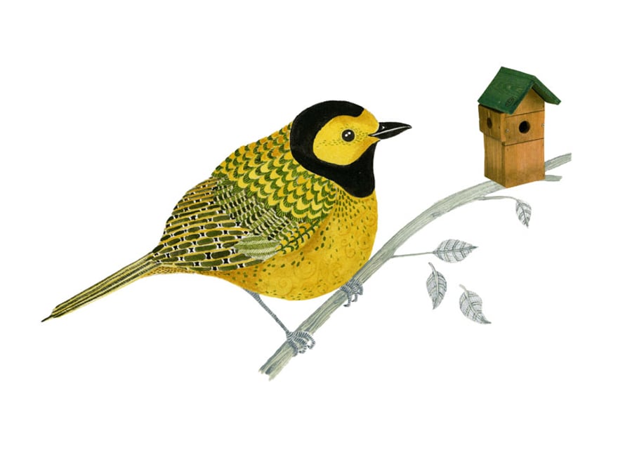 Yellow Bird Hooded Warbler illustration A4 Giclee print