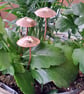 Copper texured garden mushroom, plant pot decoration, gift