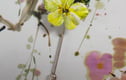Primroses