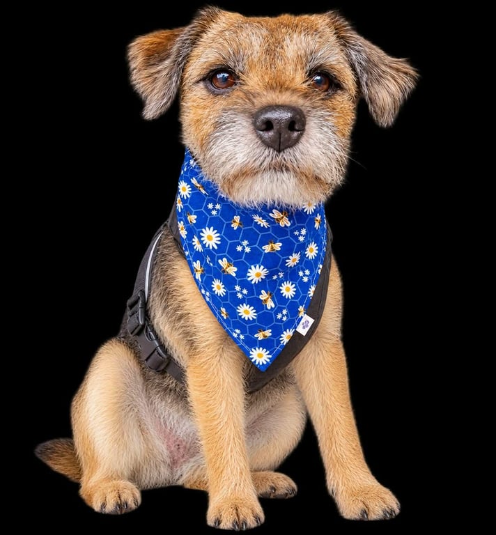 Scrunchie Dog and Cat Bandana - "Buzzy Bees", 100% Cotton, Stylish Pet Accessory