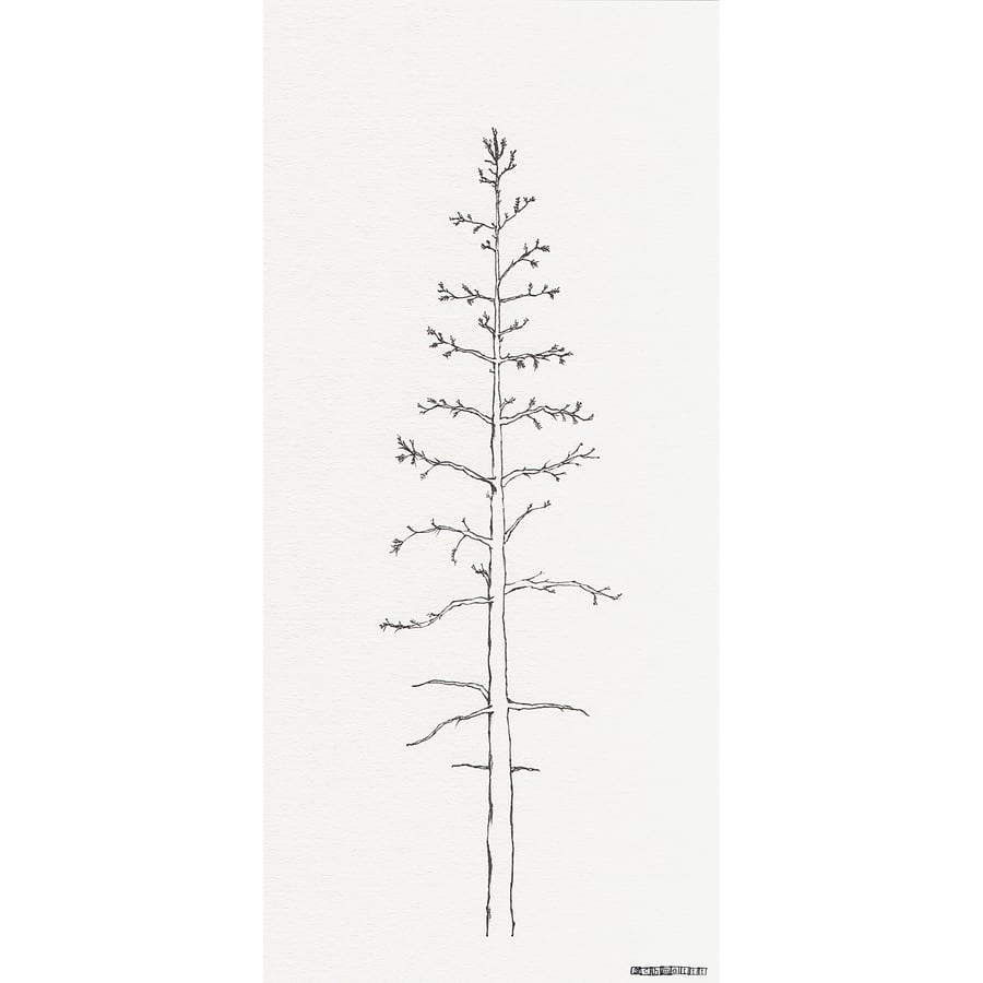 Scandinavian Pine Tree no.3 - limited edition print from pen drawing