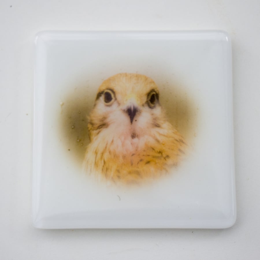 Whisper the Kestrel - Fused Glass Coaster - 9306