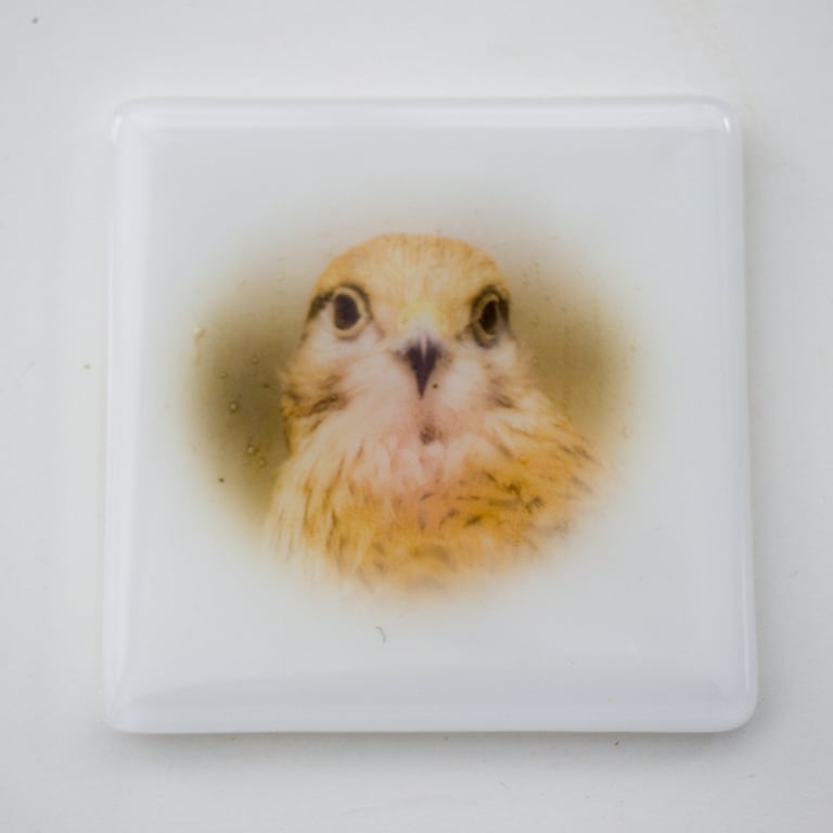 Whisper the Kestrel - Fused Glass Coaster - 9306