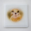 Whisper the Kestrel - Fused Glass Coaster - 9306
