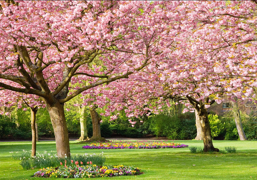 Pretty in Pink Cherry Blossom Trees Flowering Spring Wiltshire, Free UK Postage!