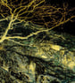 OriginalPrint 'Root and Rock 5'. (A2 size) - Image 3