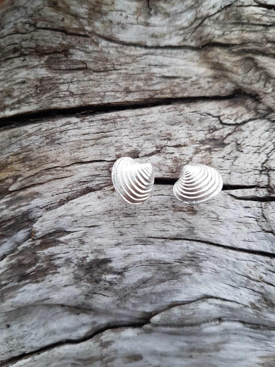 Venus Shell Stud Earrings