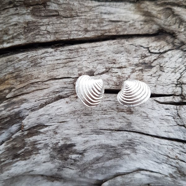 Venus Shell Stud Earrings