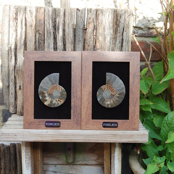 Pair of polished ammonites framed