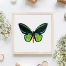 Common Green Birdwing Butterfly Giclée Print from Original Watercolour Artwork