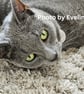 Grey Cat Portrait Large Tent-Style Photographic Card Size 5" x 5" BLANK - Image 5