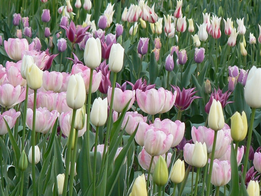 Tulips 