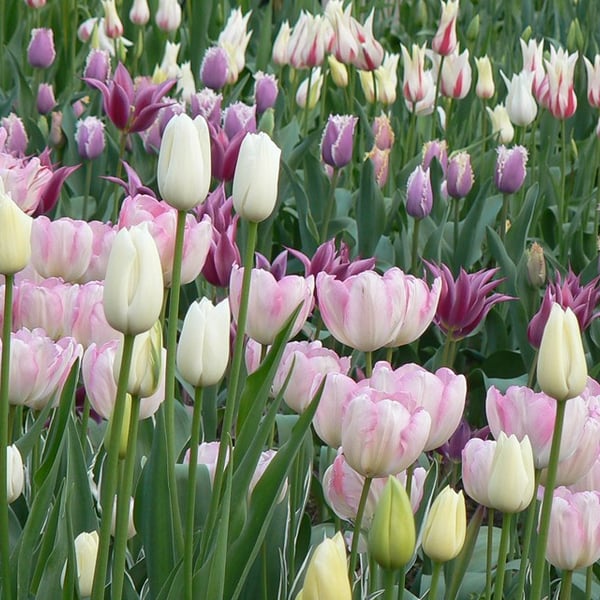 Tulips 