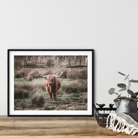 Highland coo, Scottish Highlands Signed mounted print