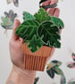 House plant Christmas tree decoration, Monstera Deliciosa - Image 1