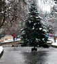Bourton On The Water Christmas Tree Photograph Print - Image 1