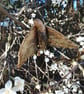 Nature Sprite Wall Art for outdoors and indoors - Image 1