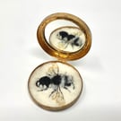 Bee 239 Melecta luctuosa or Female Square-spotted Mourning Bee