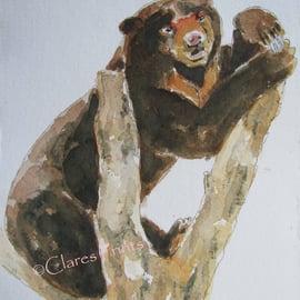 Sun Bear Art Watercolour Original Animal Painting 