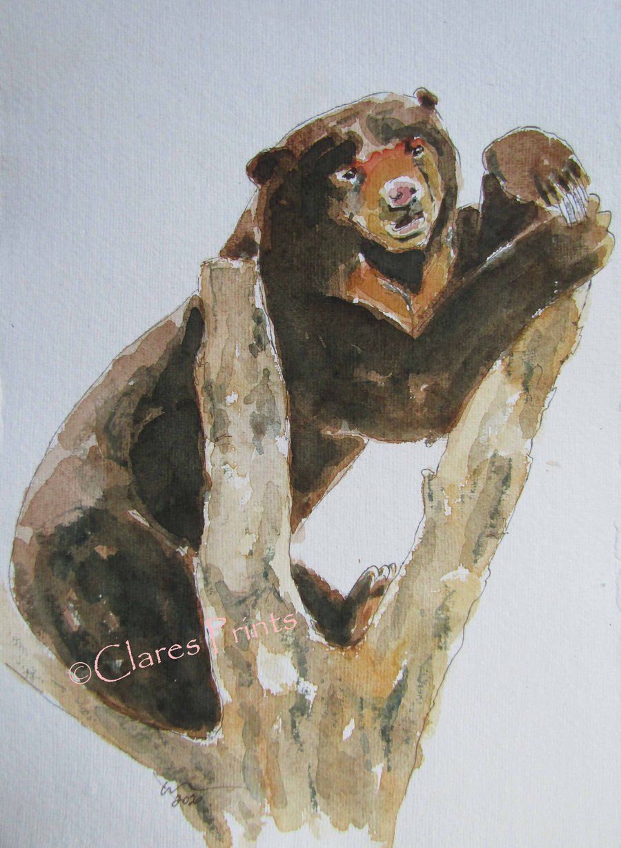 Sun Bear Art Watercolour Original Animal Painting 