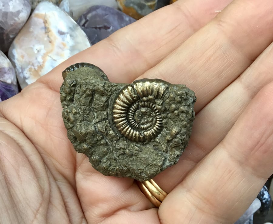 Double Golden Pyrite Ammonite Fossils Specimen for display or crafting project.
