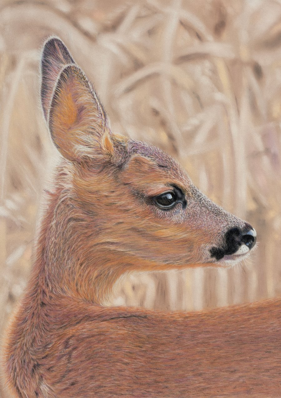'Golden Fawn', Roe Deer - 5x7 - signed open edition giclee print