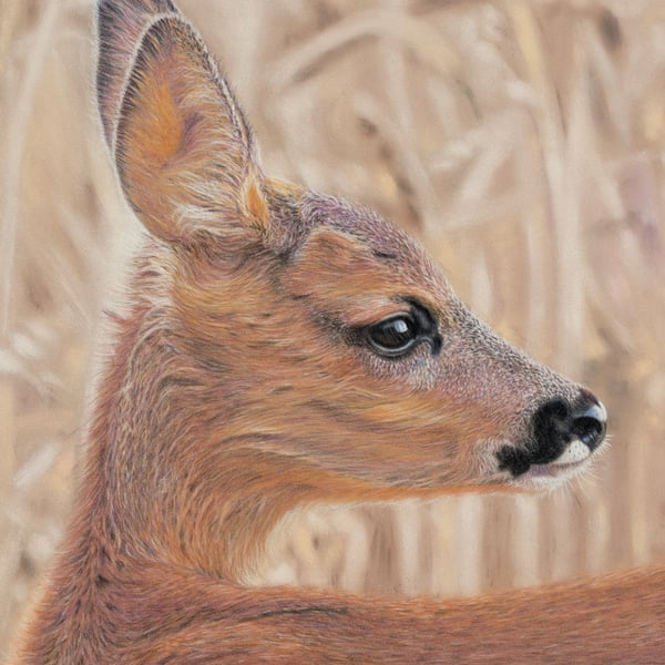 'Golden Fawn', Roe Deer - 5x7 - signed open edition giclee print