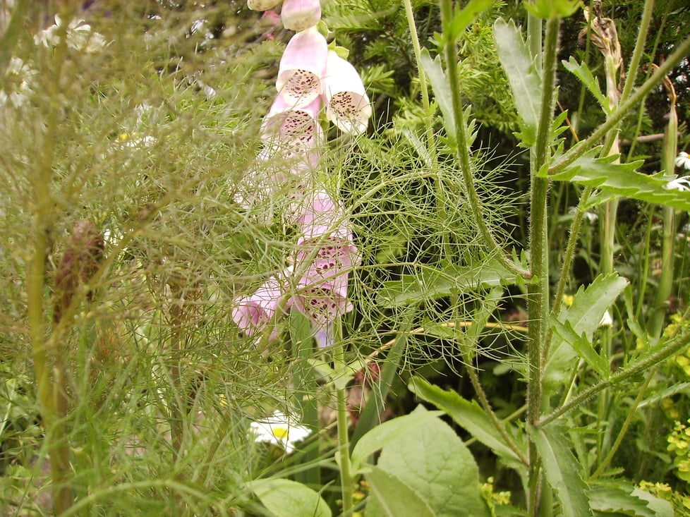 fennel and foxglove