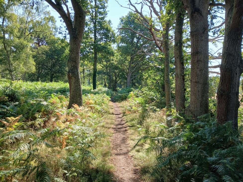 Hare on the Heath Wood Art