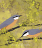 Nuthatches - bird art print - garden bird
