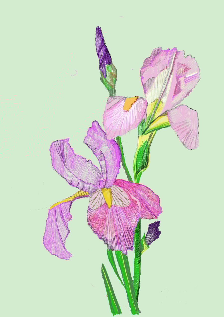 Pink and purple irises