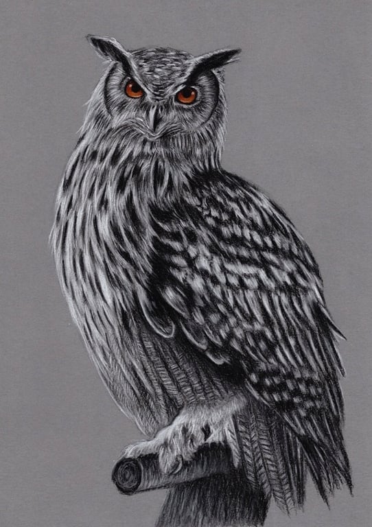 A4 Charcoal Drawing of an Owl