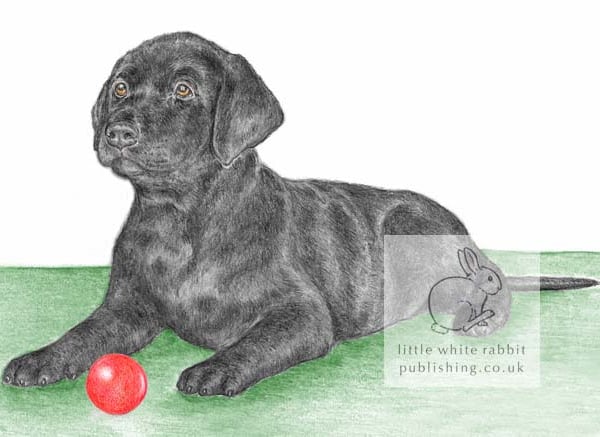 Nero the Black Labrador Puppy - Blank Card