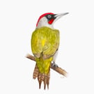 Fine Art Giclée Print Green Woodpecker Bird
