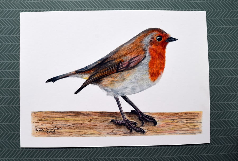 Robin A5 Print of Original Coloured Pencil Drawing British Bird Art