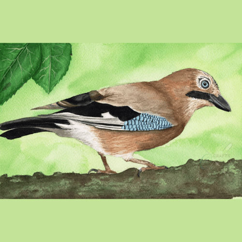 Watercolour Euroasian Jay Original A4 Painting