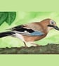 Watercolour Euroasian Jay Original A4 Painting