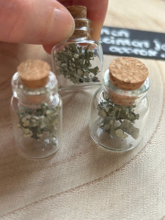 Lichen Curio Jar 