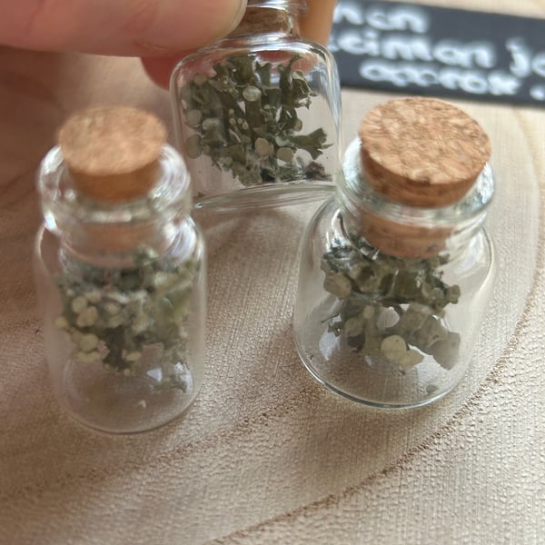Lichen Curio Jar 